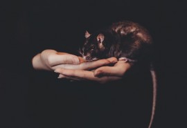 znaczenie snu Szczur