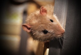 znaczenie snu Szczury w mieszkaniu