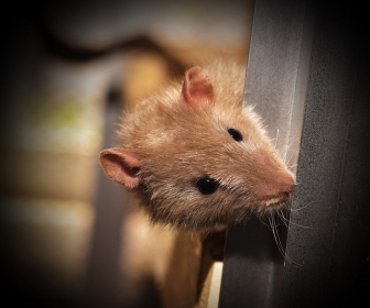 znaczenie snu Szczury w mieszkaniu
