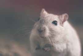 sennik WÅ›ciekÅ‚y szczur